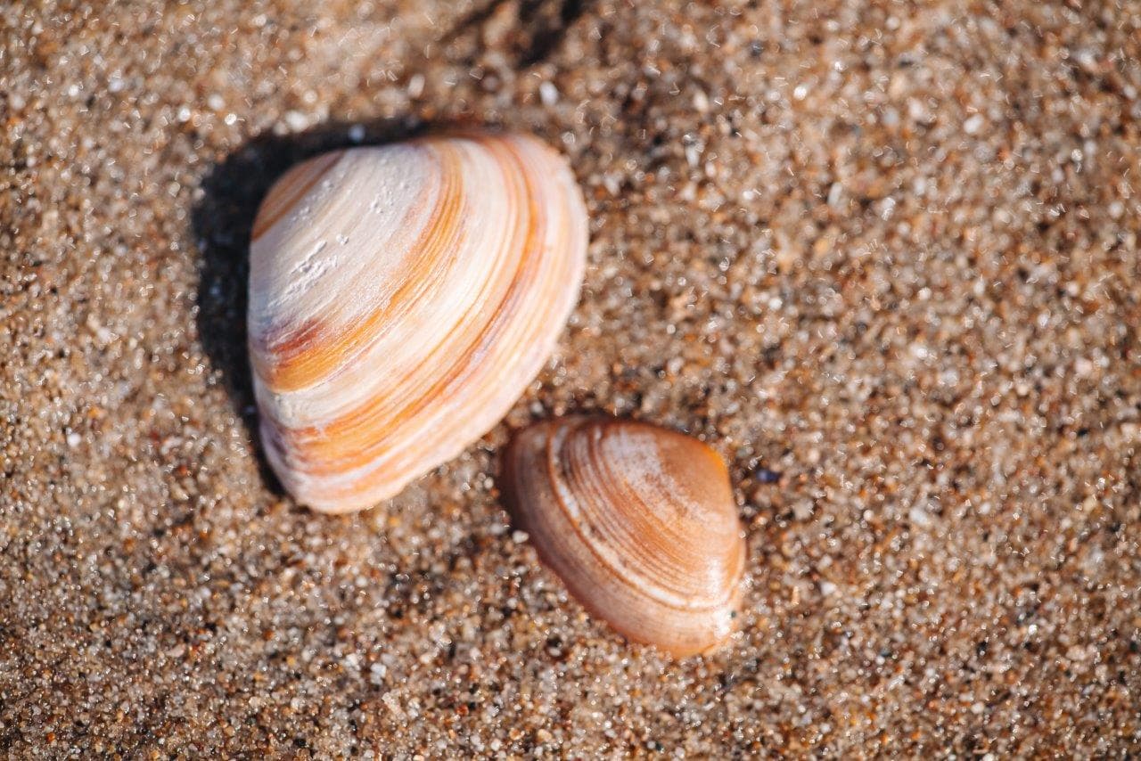 Plage à marée basse : coquillages, trésors et petites mares de crabes
