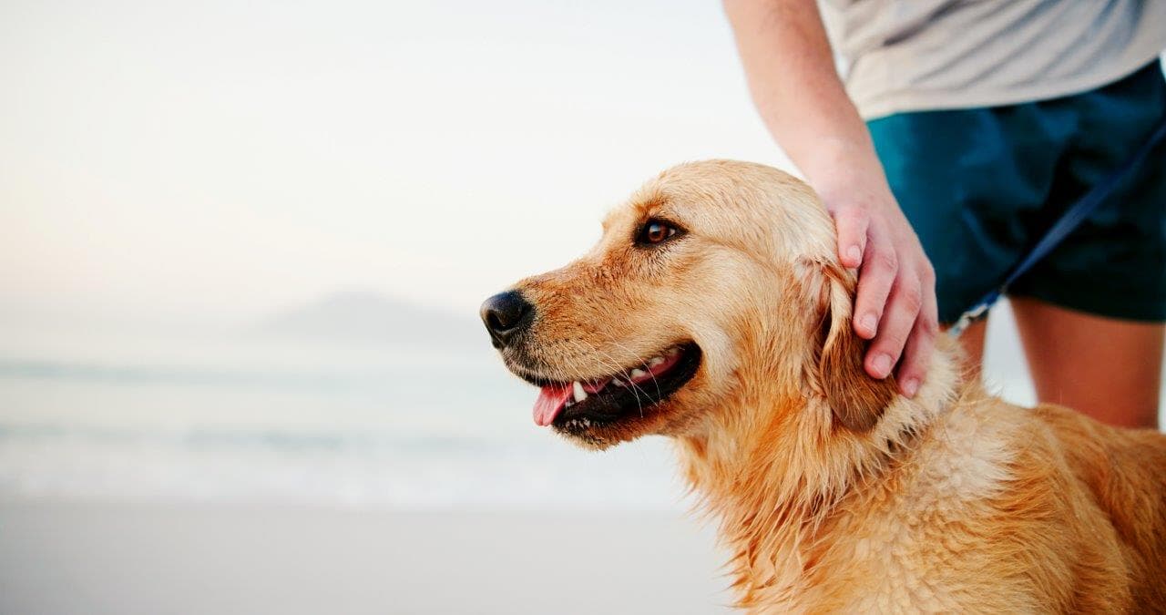 Promenades en mer accueillantes pour les chiens