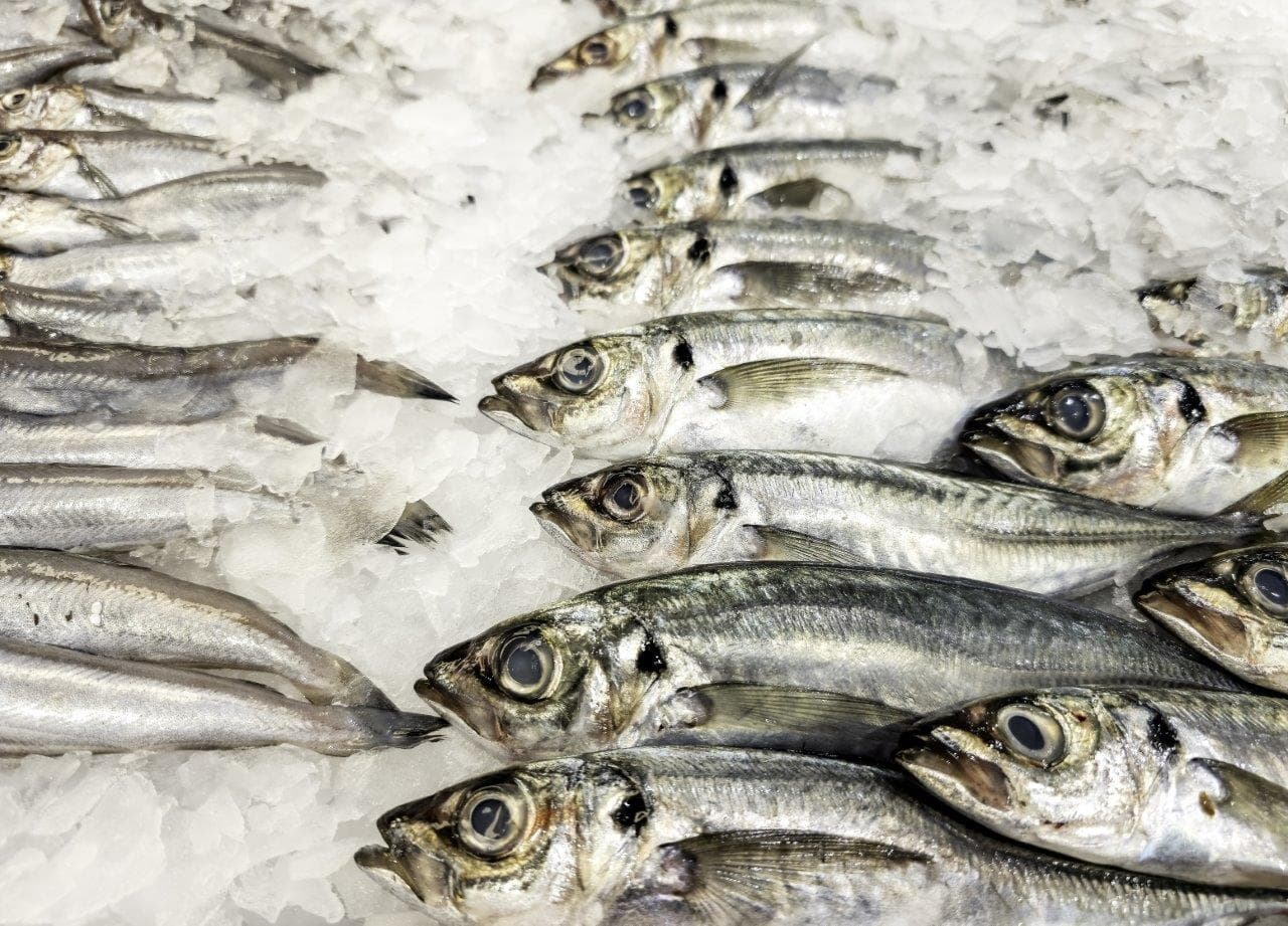 Poisson de la partie belge de la Mer du Nord